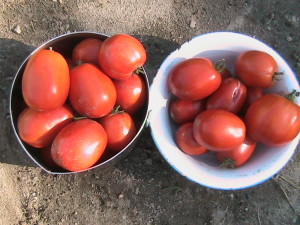26 Roma Tomatoes