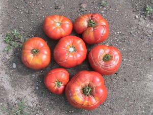 Seven Steakhouse Tomatoes