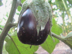 First Eggplant on Plant