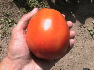 Large Roma Tomato