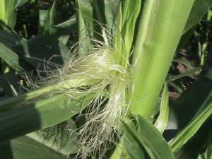 Silks From Corn Stalks