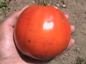 Large Roma Tomato #2
