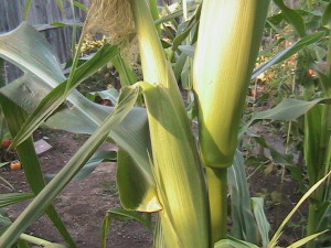 Ear of Corn Growing on Stalk