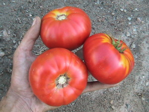 Three Average Sized Tomatoes
