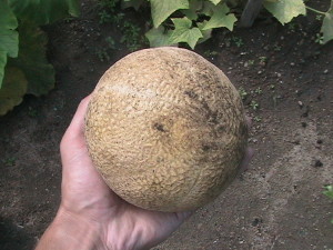 2 1/2 lb. Cantaloupe