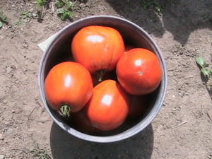 Bowl Filled with Roma Tomatoes