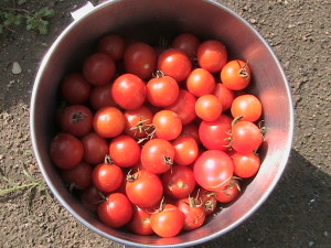 7 lbs. Cherry Tomatoes Harvested