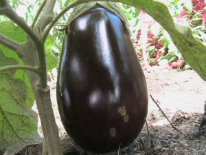 Eggplant #1