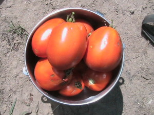 Fourth Bowl Filled with Roma Tomatoes