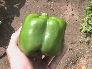 One Large Pepper