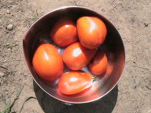 Fifth Bowl with Roma Tomatoes