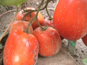 Cluster of Roma Tomatoes