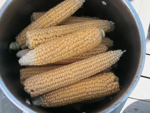 Corn with Husks Removed