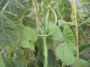 Cluster of Beans