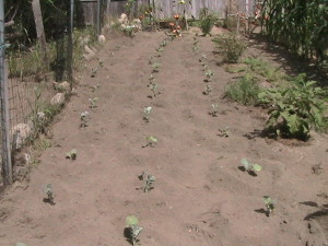 Broccoli Plants in Rows
