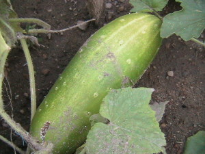 Cucumber on Vine