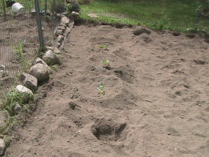 Cabbage Plants in Ground