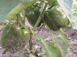 Peppers on Plant