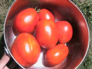 Six Harvested Roma Tomatoes