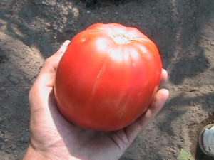 Two Pound Roma Tomato