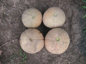 Four Cantaloupes Harvested