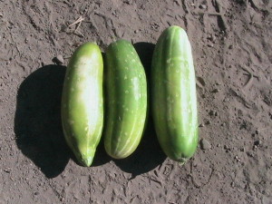 Three Cucumbers Harvested