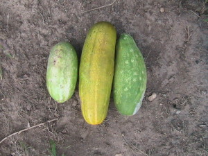 Three Cucumbers Picked