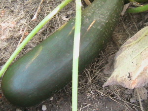 Zucchini Growing on Plant