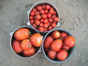 Cherry and Roma Tomatoes