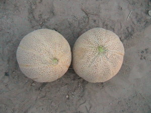 Two Cantaloupes Harvested
