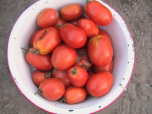 Third Container of Roma Tomatoes