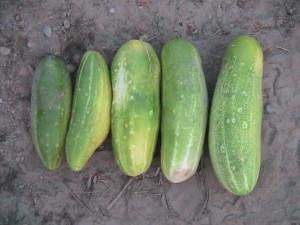 Five Cucumbers Harvested