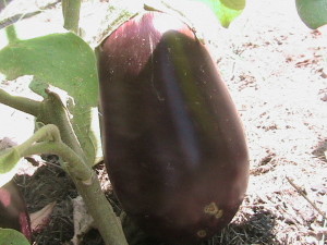 Eggplant #1