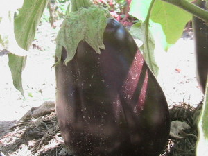 Eggplant #2
