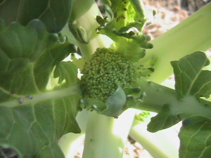 Beginning of Broccoli
