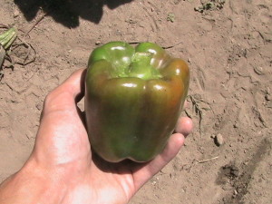 Pepper Turning Red