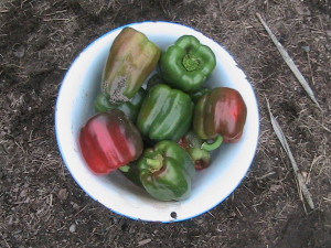 11 Peppers Harvested