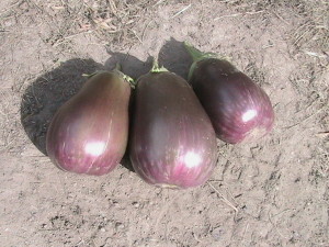 Three Eggplants Harvested