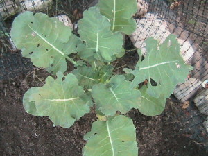 Another Broccoli Plant