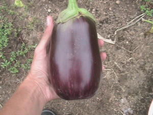 First Eggplant Harvested
