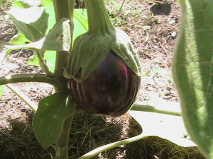 Start of an Eggplant