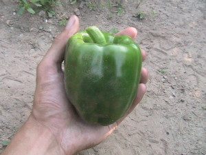Large Green Pepper Harvested