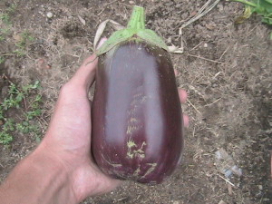 Second Eggplant Harvested