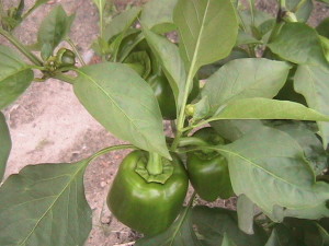 Peppers on Plants