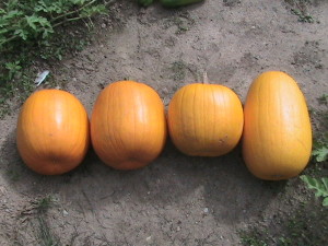 Four Pumpkins Harvested
