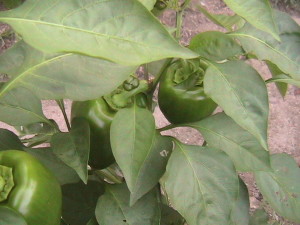 More Peppers Growing