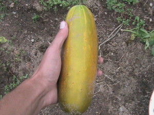 Large Yellow Cucumber