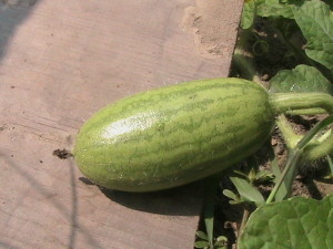 Second Watermelon