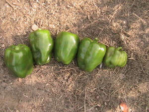 Five Peppers Picked