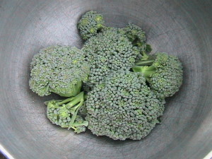 Broccoli Harvest #2